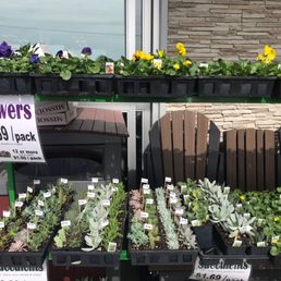 a display of flowers