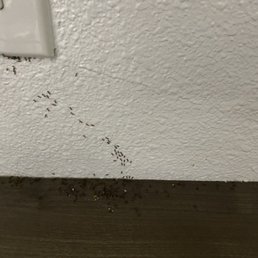 Ants in the room Ants in the room