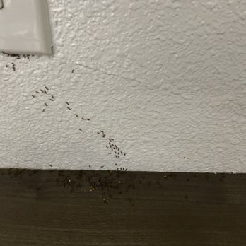 Value Inn Bellflower - Ants in the room - Hotels Near Me - Bellflower, California Value Inn Bellflower - Ants in the room - Hotels Near Me - Bellflower, California