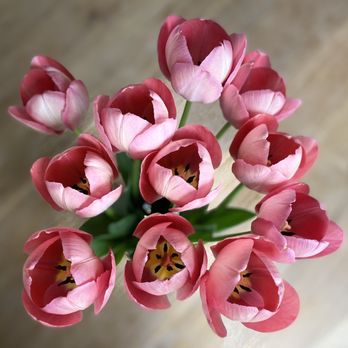 Fantasy Florist & Flower Delivery - Coral pink tulips - Florists Near Me - Chantilly, Virginia