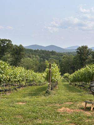 Limoges Cellars - Vineyard, Farm & Winery by null