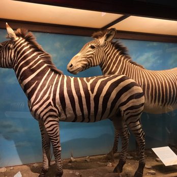 Field Museum - Animals of all kinds at the Africa exhibit - Museums Near Me - Chicago, Illinois Field Museum - Animals of all kinds at the Africa exhibit - Museums Near Me - Chicago, Illinois