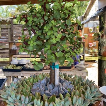 Isaac Farms - Nurseries & Gardening Near Me - Miami, Florida Isaac Farms - Nurseries & Gardening Near Me - Miami, Florida