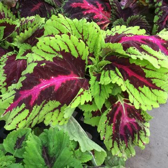 Calloway's Nursery - Perilla - Nurseries & Gardening Near Me - Richardson, Texas