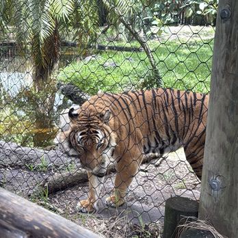 Palm Beach Zoo - Tiger - Zoos Near Me - West Palm Beach, Florida