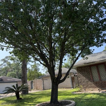 Garrett Tree Services - Pear tree looks much better and healthier after pruning and dead leaves all removed on the tips of the branches. - Tree Services Near Me - Cypress, Texas Garrett Tree Services - Pear tree looks much better and healthier after pruning and dead leaves all removed on the tips of the branches. - Tree Services Near Me - Cypress, Texas