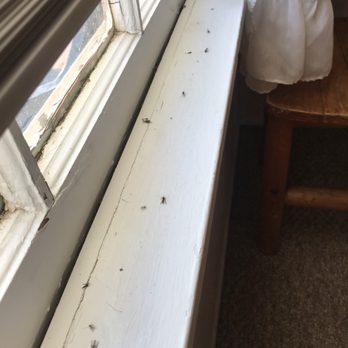 The Beach House - Dead mosquitoes - Guest Houses Near Me - Mackinaw City, Michigan The Beach House - Dead mosquitoes - Guest Houses Near Me - Mackinaw City, Michigan