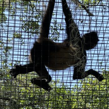 Brevard Zoo - Spider monkey - Zoos Near Me - Melbourne, Florida Brevard Zoo - Spider monkey - Zoos Near Me - Melbourne, Florida
