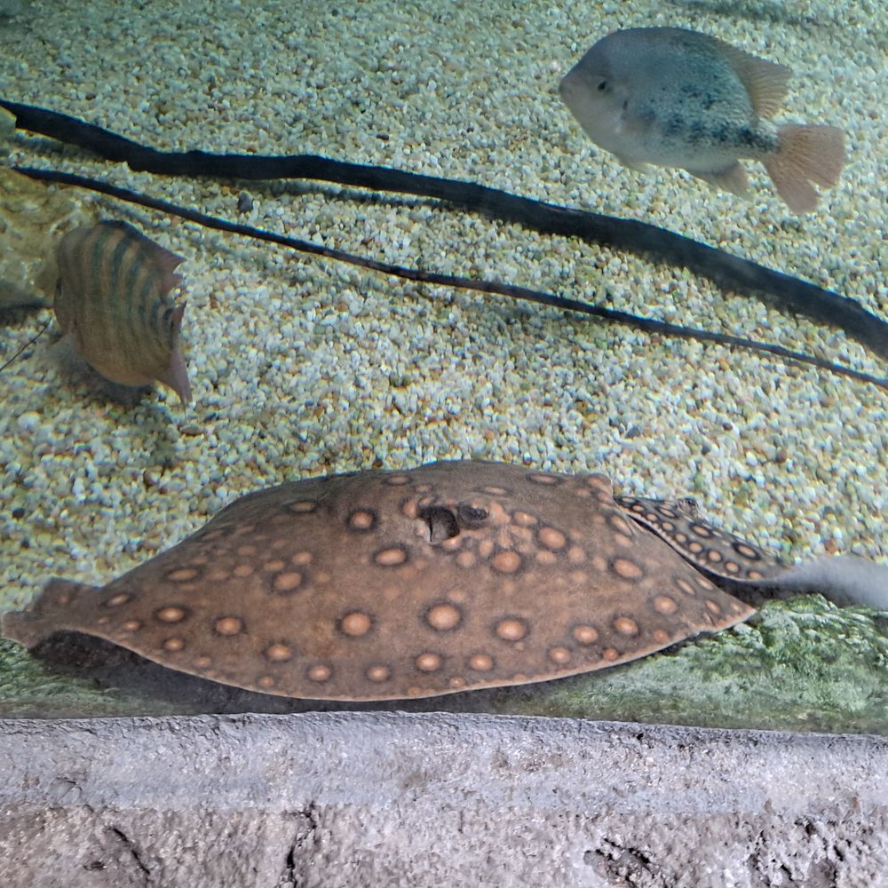 Texas State Aquarium - Is sting ray - Aquariums Near Me - Corpus Christi, Texas Texas State Aquarium - Is sting ray - Aquariums Near Me - Corpus Christi, Texas
