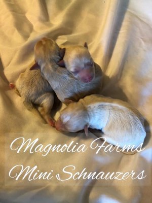magnolia farms mini schnauzers