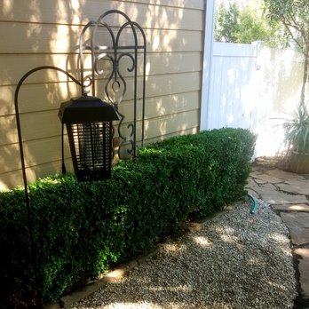 Ben's Lawncare - After bushes were torn off - Lawn Services Near Me - Aubrey, Texas Ben's Lawncare - After bushes were torn off - Lawn Services Near Me - Aubrey, Texas