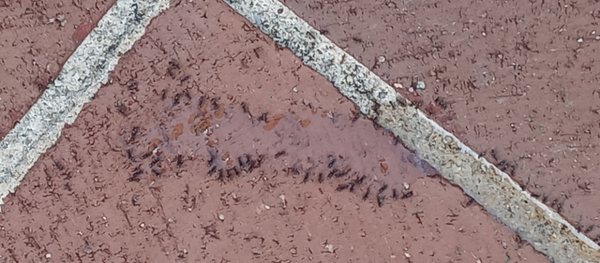 Insect exterior treatment - Ants are on the move. I can get rid of them. Insect exterior treatment - Ants are on the move. I can get rid of them.