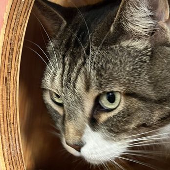 Catfe - Cafes Near Me - Vancouver, British Columbia