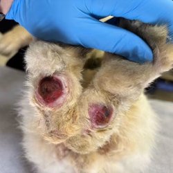 Kinder Haus Montessori - This is what his feet look like after the necrotic tissue was removed