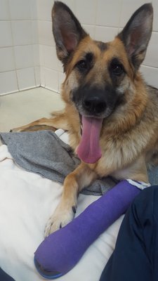 Stockton Veterinary Emergency And Specialty Center 1661 W Fremont St Stockton Ca Veterinarians Mapquest