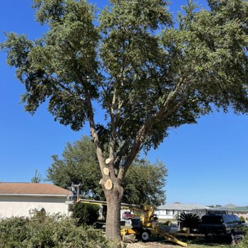 Little's Services - Oak Tree Trimming After - Lawn Services Near Me Little's Services - Oak Tree Trimming After - Lawn Services Near Me