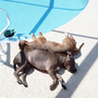 Photo of Paws N Claws Pet Services