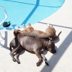 Paws N Claws Pet Services - Exhausted