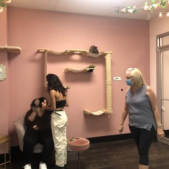 Tally Cat Cafe - Cat cafe - Pet Adoption Near Me - Tallahassee, Florida Tally Cat Cafe - Cat cafe - Pet Adoption Near Me - Tallahassee, Florida