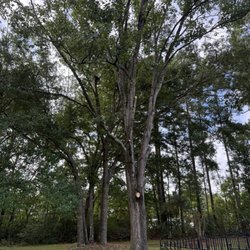 Arbory Masters - Limbs removed because of deadwood. They posed a risk of falling during high winds, and the dog yard is right below.