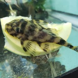 A Land of Fishes - Plecos of all types!