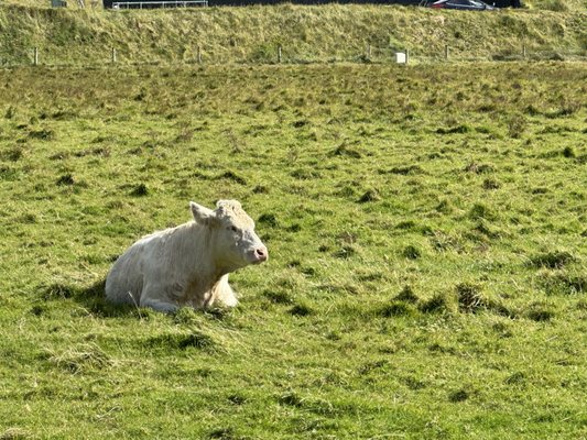 Cliffs of Moher Experience by null