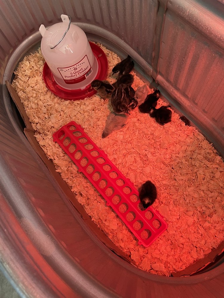 ROOSTER HOME & HARDWARE 23 Reviews 10233 E Northwest Hwy, Dallas, Texas Hardware Stores