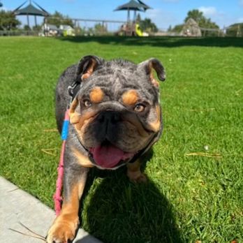 Bar K9 Dog Training - Pet Training Near Me Bar K9 Dog Training - Pet Training Near Me