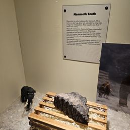 Cool fact about mammoth teeth! Cool fact about mammoth teeth!