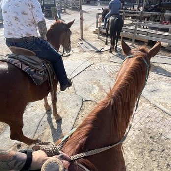 Fort Worth Stockyards Stables - Horseback Riding Near Me - Fort Worth, Texas Fort Worth Stockyards Stables - Horseback Riding Near Me - Fort Worth, Texas