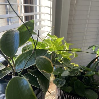 Terracotto Plants - Hoya Macrophylla Variegata, Hoya Chelsea, Neon Pothos - Nurseries & Gardening Near Me - Chicago, Illinois Terracotto Plants - Hoya Macrophylla Variegata, Hoya Chelsea, Neon Pothos - Nurseries & Gardening Near Me - Chicago, Illinois