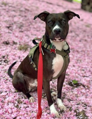 Lucky Dog Animal Rescue by null