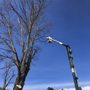 Flores Farm Tree Service