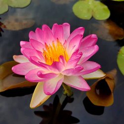 Sunland Water Gardens - Water lilies ready for your pond