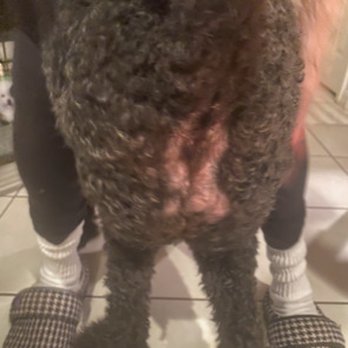 Shellie's Grooming & Supply - Hair loss to the back side after grooming visit - Pet Stores Near Me - Oviedo, Florida