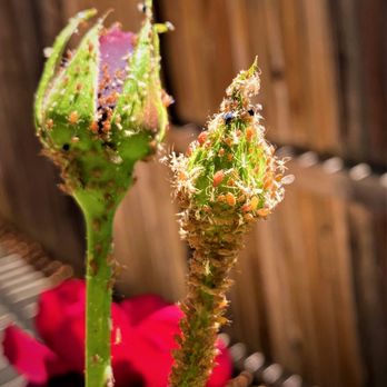 Pest Control Center - Aphid infestations can be prevented! Call us for more information. - Pest Control Near Me - El Dorado, California Pest Control Center - Aphid infestations can be prevented! Call us for more information. - Pest Control Near Me - El Dorado, California