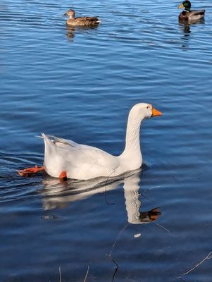 Bethany Lakes Park by null