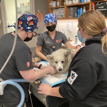VEG ER for Pets - Prepping Harry for surgery - Emergency Pet Hospital Near Me - Dallas, Texas