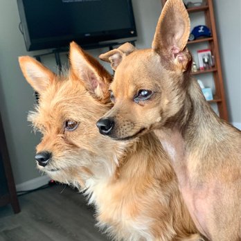 Down Home Dog Grooming - Hope Rae & Chloe Grace... - Pet Groomers Near Me Down Home Dog Grooming - Hope Rae & Chloe Grace... - Pet Groomers Near Me