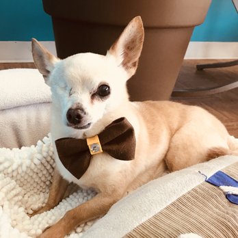 Trendi Pawz - Pet Groomers Near Me - Long Beach, California Trendi Pawz - Pet Groomers Near Me - Long Beach, California