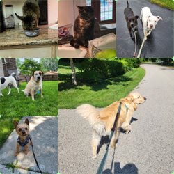 Kat's Dog Walking And Pet Sitting Of Lake County