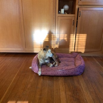 K9 Glam Squad - Kaydi resting - Pet Groomers Near Me