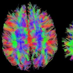 The Neuropsychiatric Care Center