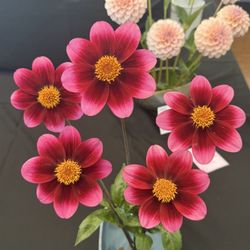 San Luis Obispo United Methodist Church - Perfect bloom