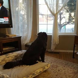 Shiloh waiting for the pack!