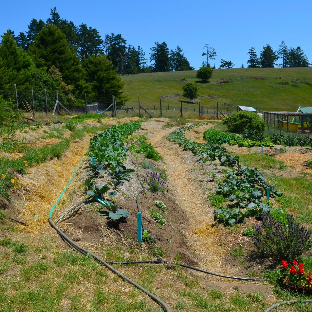 Bodega Ranch - Organic farm - Bed & Breakfast Near Me