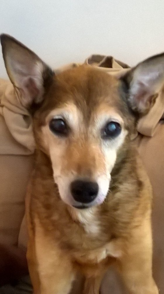 THE VISITING VETERINARIAN 1024 Elsmore Dr, Charlotte, North Carolina Updated March 2024