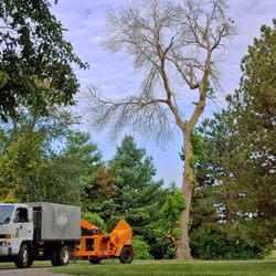 WI Cut Trees