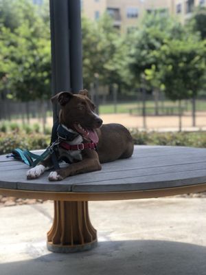 Beyond the Dog Austin