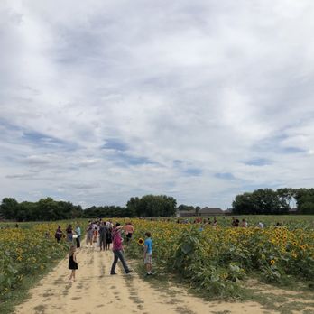 Beasley's Orchard - Beautiful day for sunflowers! - Farmers Market Near Me - Danville, Indiana
